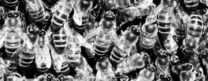 Black and white photo of bees