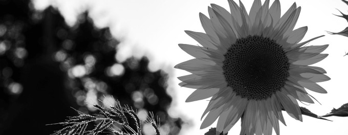 Black and white image of sunflower depicting the best day to publish a podcast